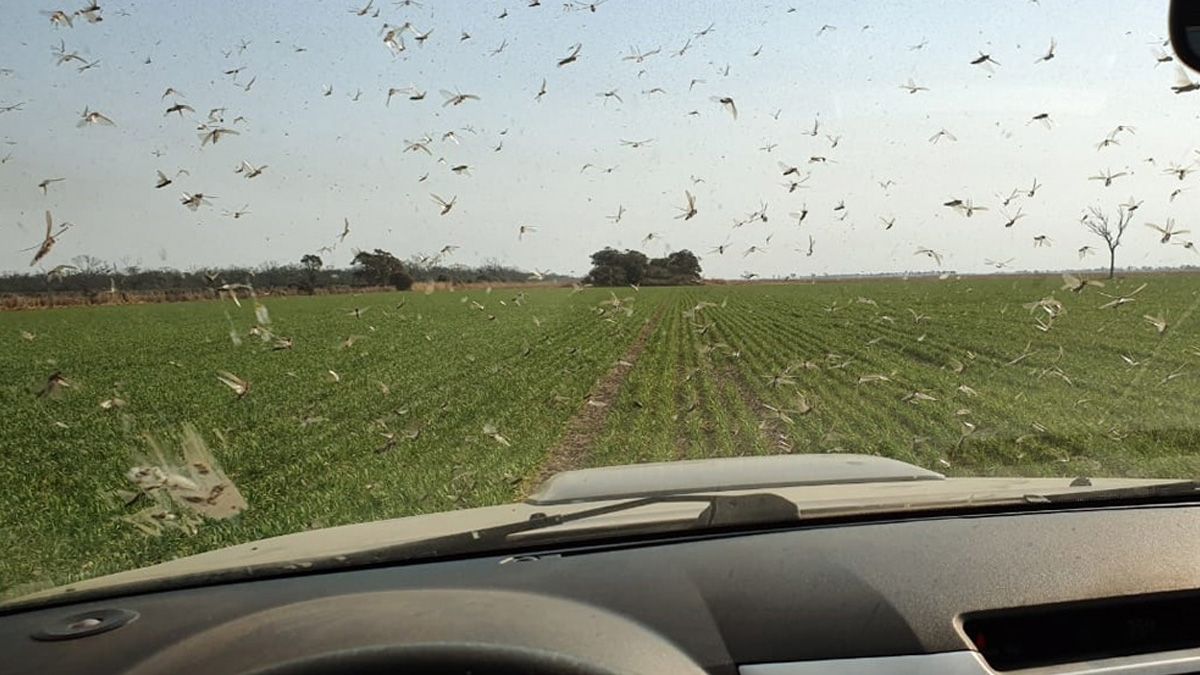 Langostas: expertos advierten que son una plaga muy voraz y un problema regional