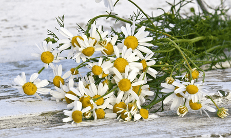 Flores de manzanilla para regular el azúcar en el cuerpo. Flores de manzanilla para regular el azúcar en el cuerpo.