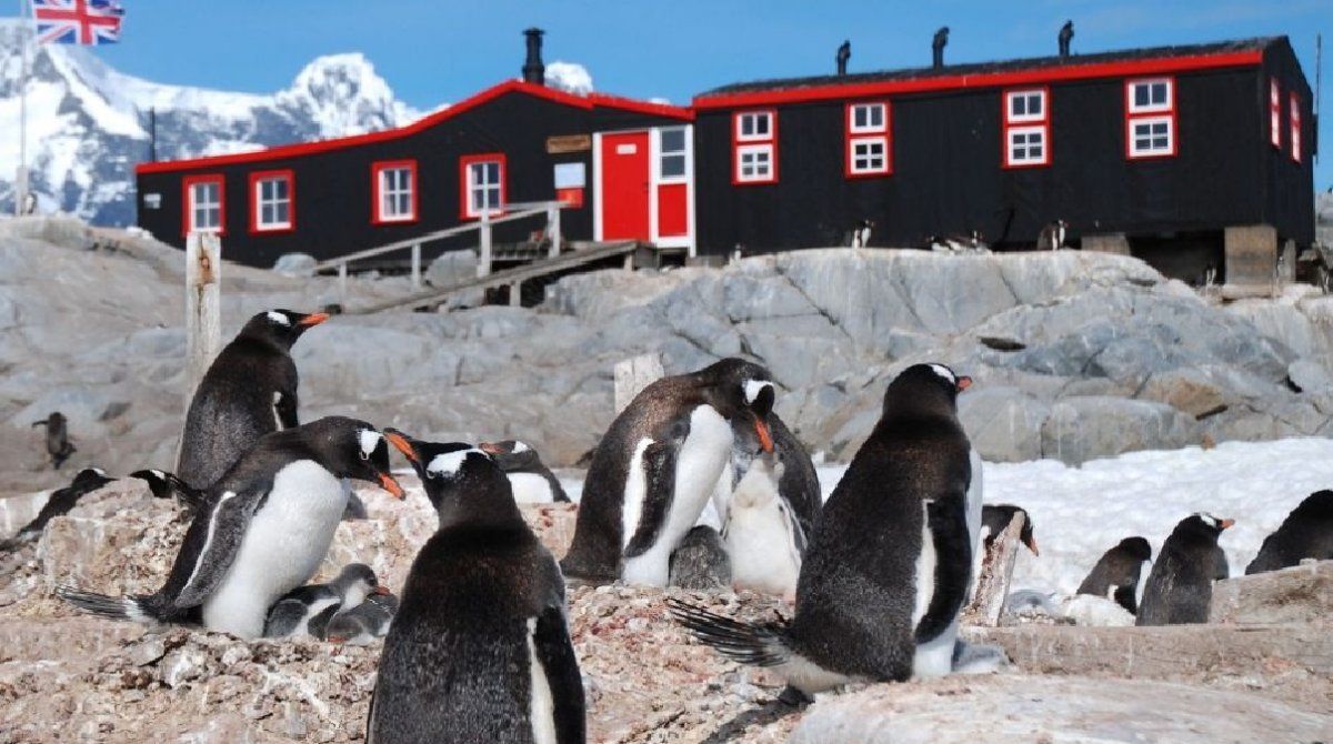 Oferta de empleo: U$S 2.200 al mes por contar pingüinos en la Antártida