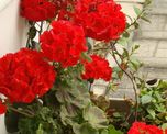 Con algunos cambios simples en la luz, el riego y la poda, esta planta puede cubrirse de flores durante la primavera y el verano. Con algunos cambios simples en la luz, el riego y la poda, esta planta puede cubrirse de flores durante la primavera y el verano.
