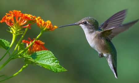 Un santafesino rescató a un colibrí, lo cuidó en su propia casa y le enseñó a volar: Lo liberé y cuando comenzó a volar, lloré. Foto ilustrativa. Un santafesino rescató a un colibrí, lo cuidó en su propia casa y le enseñó a volar: Lo liberé y cuando comenzó a volar, lloré. Foto ilustrativa.