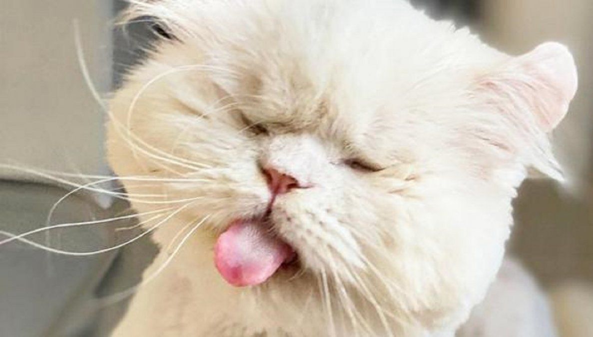 Una gata ciega se convierte en la reina del TikTok al ser rescatada por una familia.