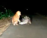 video: el ataque de un leopardo a un puercoespin que se hizo viral video: el ataque de un leopardo a un puercoespin que se hizo viral