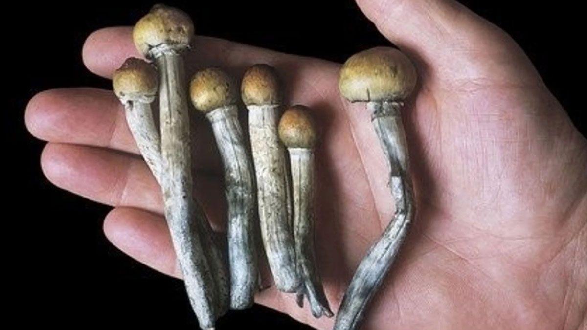 Algún día "la psilocibina podría proporcionar una alternativa potencial a los antidepresivos que se han recetado durante décadas", agregó McIntosh.