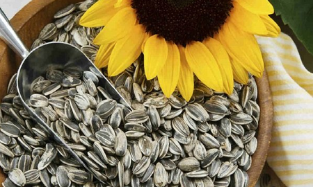 beneficios y propiedades de las semillas de girasol