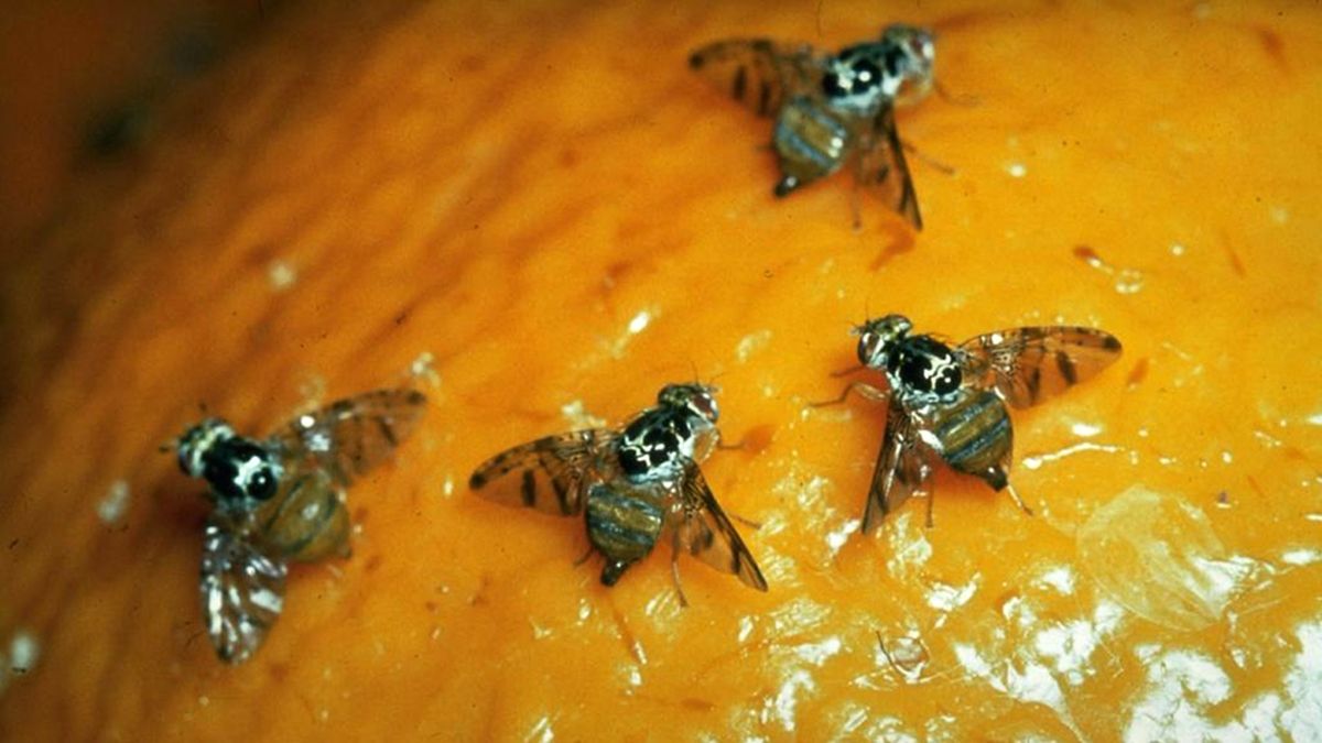 Plagas: en Jujuy existe una red de trampeo de la mosca de los frutos en 900 hectáreas de la zona de Palma Sola.