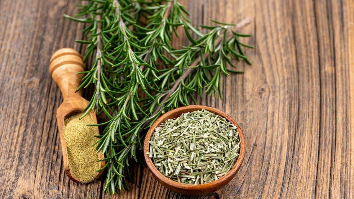 El aceite de romero tiene múltiples beneficios para la salud