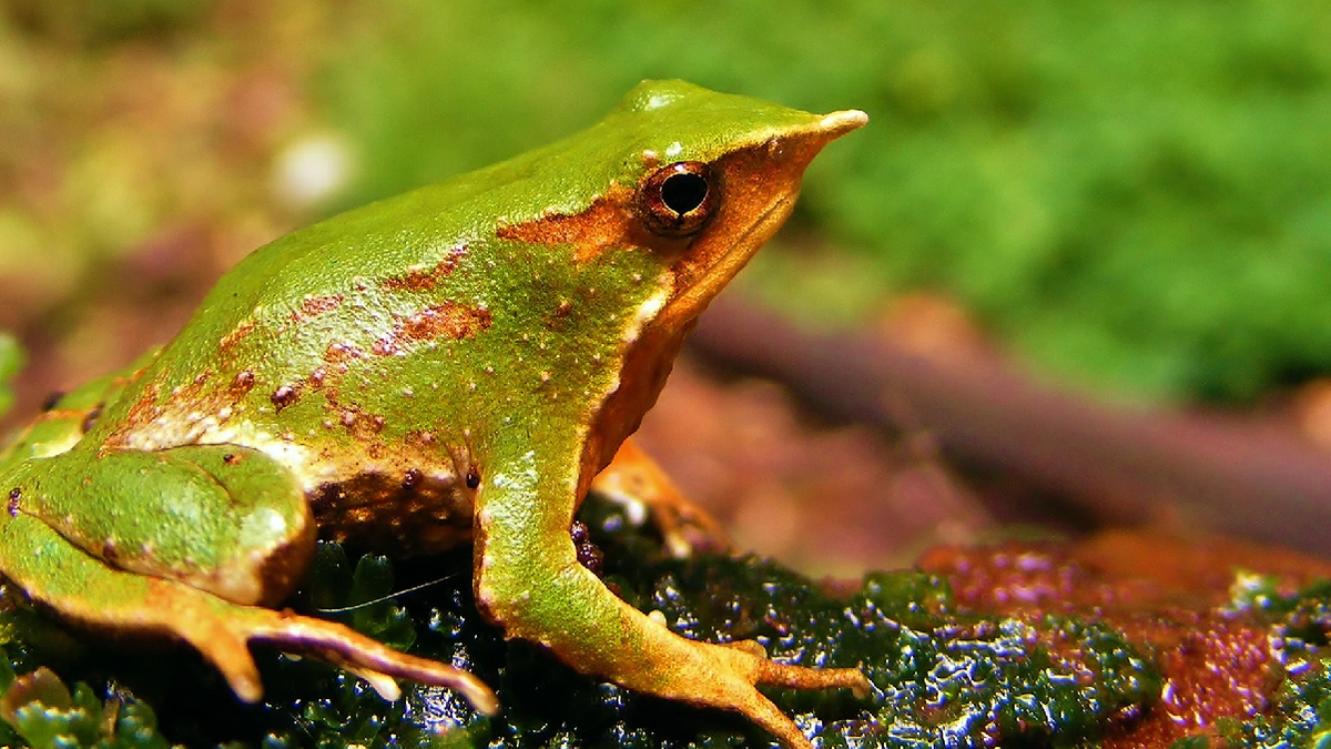 Se prevé que el calentamiento global continúe reduciendo los espacios donde vive.