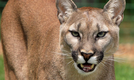 Salió de su casa y encontró un puma en la puerta Salió de su casa y encontró un puma en la puerta