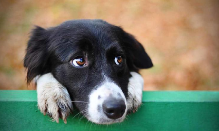 perros y gatos sufren depresion despues de convivir con sus duenos durante la pandemia perros y gatos sufren depresion despues de convivir con sus duenos durante la pandemia