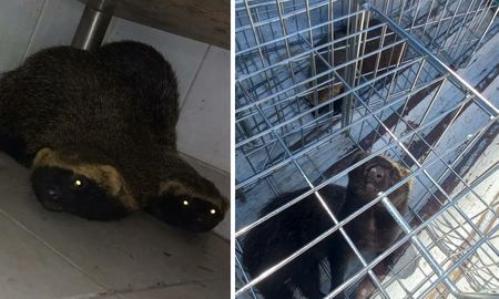 Los hurones fueron rescatados y liberados en una zona silvestre aledaña al shopping. Los hurones fueron rescatados y liberados en una zona silvestre aledaña al shopping.