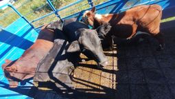 altText(La Guardia Provincial de la Policía de Santa Fe secuestró fauna silvestre y detectó traslado irregular de ganado)}