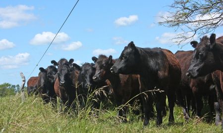 ganaderia: invernada firme, precios record y una oportunidad para agregar valor ganaderia: invernada firme, precios record y una oportunidad para agregar valor
