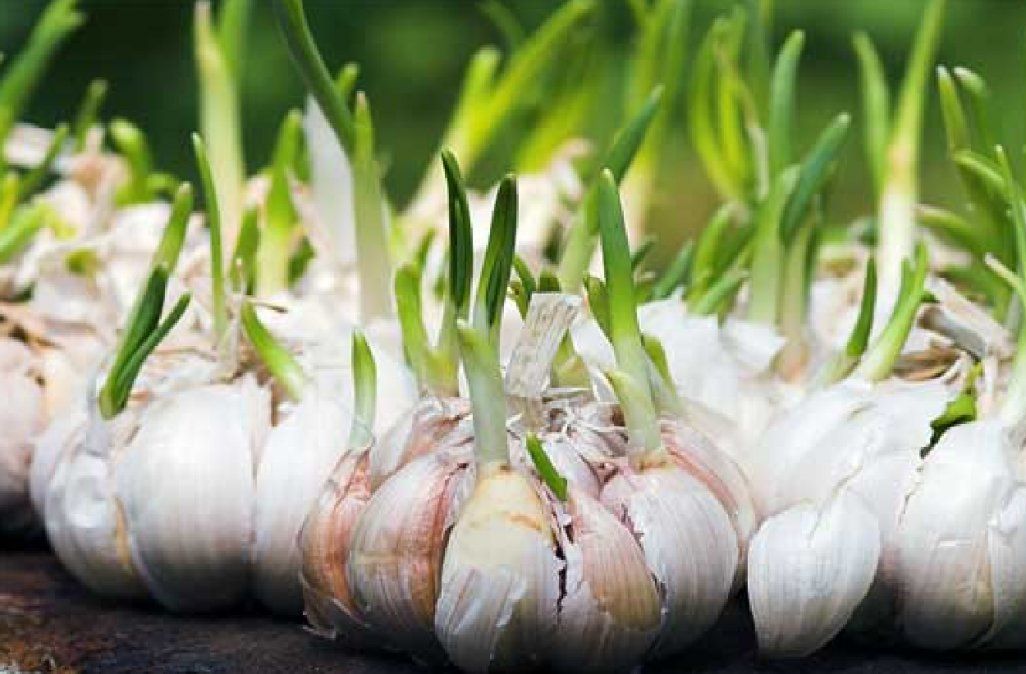 El ajo tiene muchas propiedades y es uno de los imprescindibles en la dieta mediterránea.