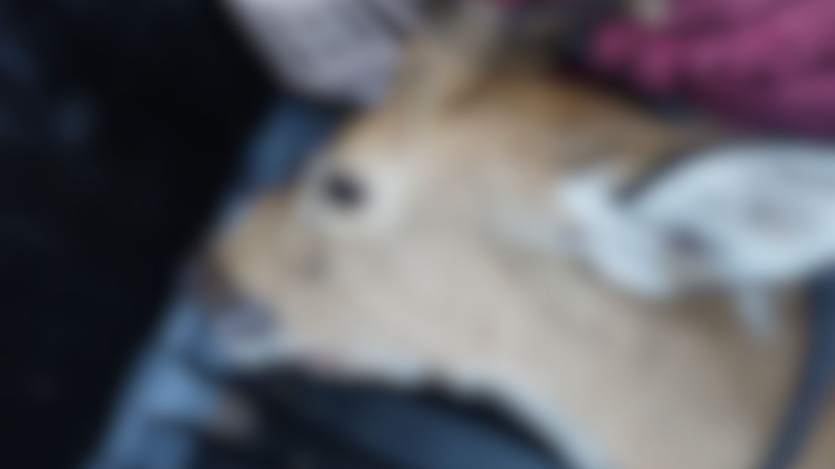 Encontraron un ciervo axis herido en un pasillo en barrio San Lorenzo