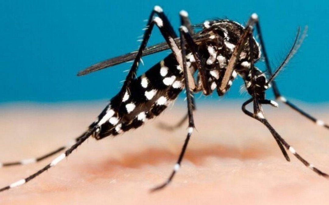 La wolbachia no le hace daño al mosquito, pero se sitúa en las áreas de su cuerpo por donde el virus del dengue suele penetrar.