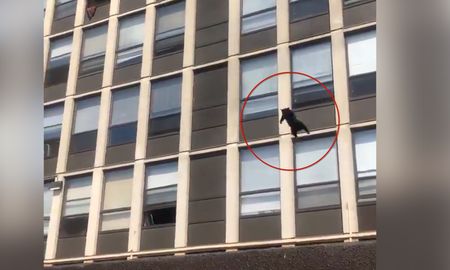 Un pequeño gatito negro se llevó todos los aplausos por su coraje y valentia. Un pequeño gatito negro se llevó todos los aplausos por su coraje y valentia.
