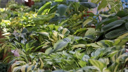 7 plantas que crecen en la sombra y transforman rincones sin sol en espacios verdes