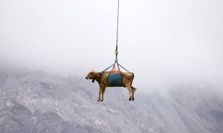 Los animales se lesionaron mientras pastaban en las laderas. Los animales se lesionaron mientras pastaban en las laderas.