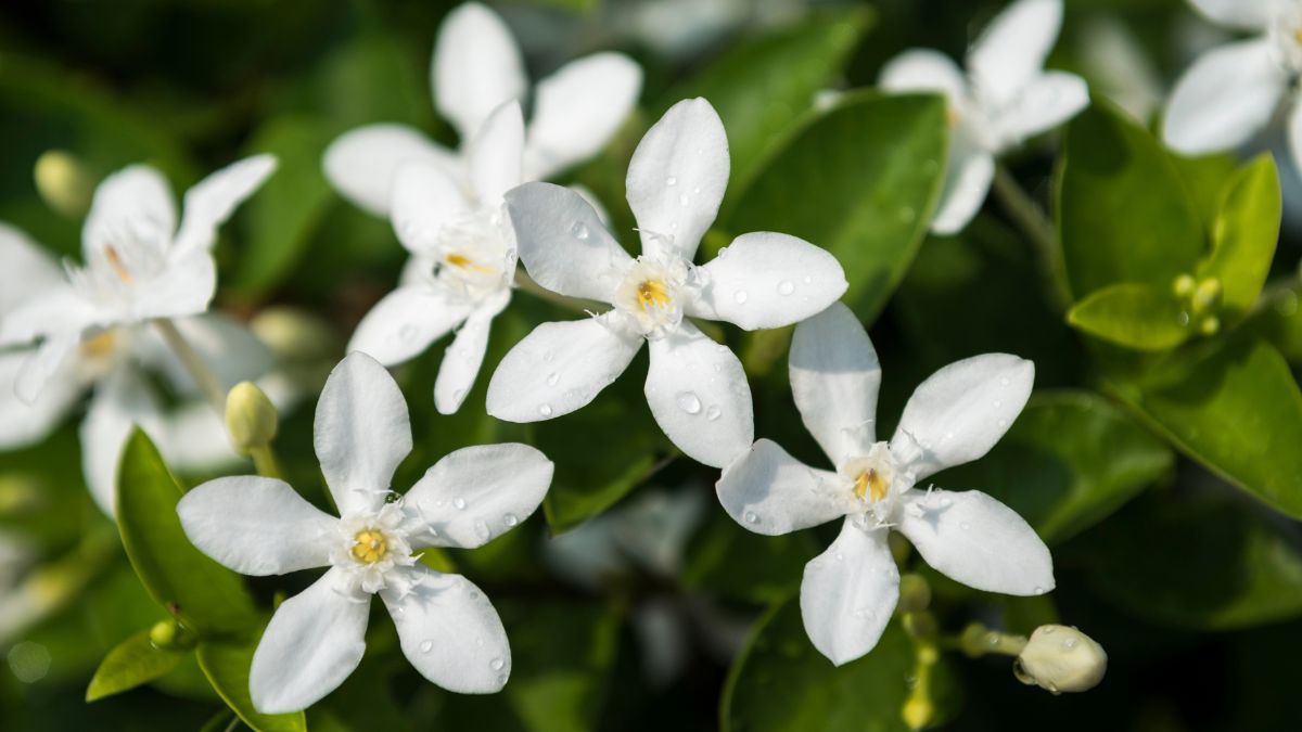 Las flores amarillas aparecen cuando la mayoría de las plantas entra en reposo. Las flores amarillas aparecen cuando la mayoría de las plantas entra en reposo.