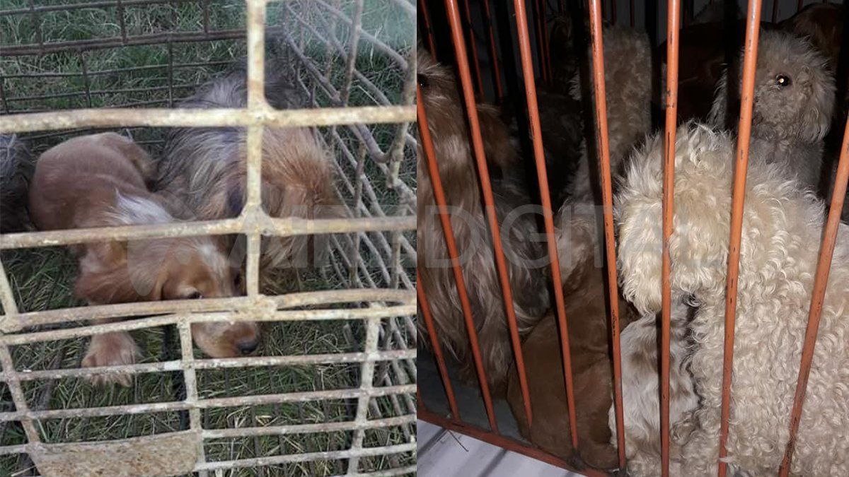 Los 22 perros rescatados eran de diferentes razas y edades. 