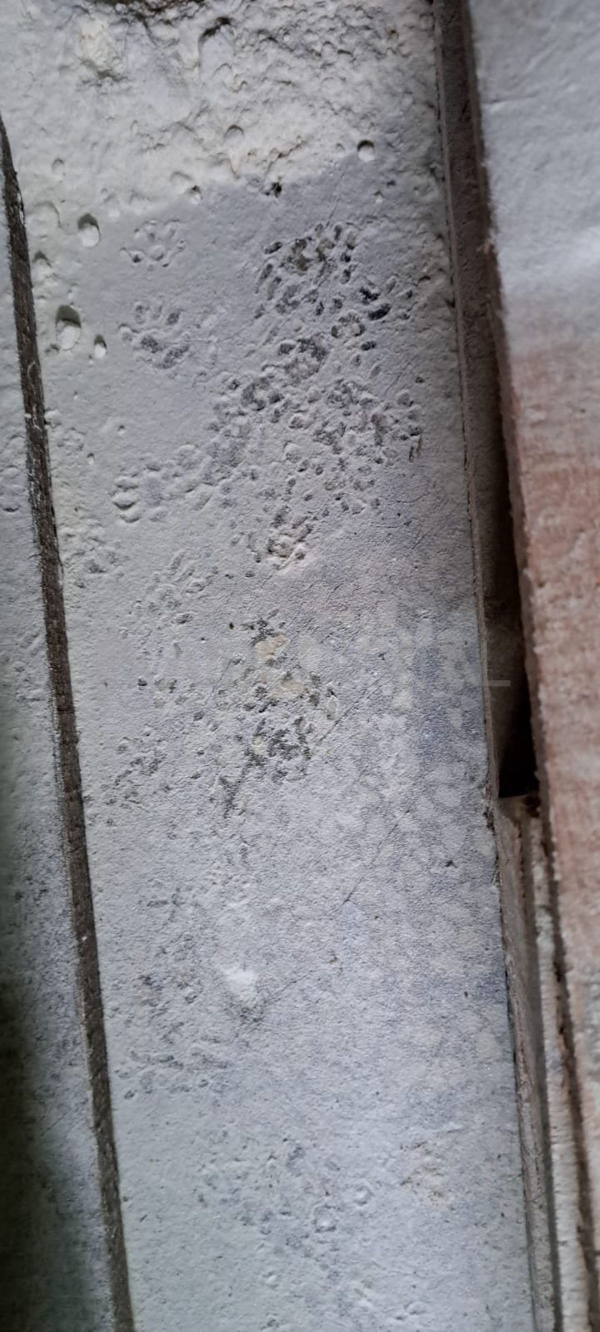 Clausuraron una distribuidora en Santa Fe. Clausuraron una distribuidora en Santa Fe.