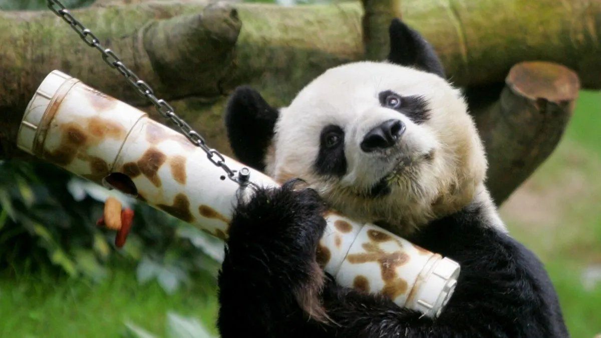 Muere a los 35 años An An