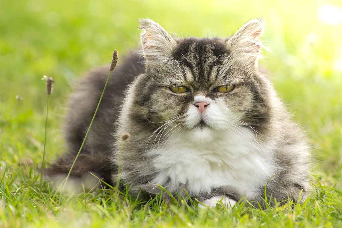 Una correcta identificación de los síntomas puede ser lo que salve la vida de tu gato. Una correcta identificación de los síntomas puede ser lo que salve la vida de tu gato.