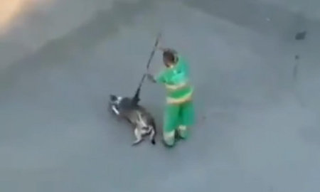 El conmovedor gesto de un barrendero con un perro callejero que se hizo viral El conmovedor gesto de un barrendero con un perro callejero que se hizo viral