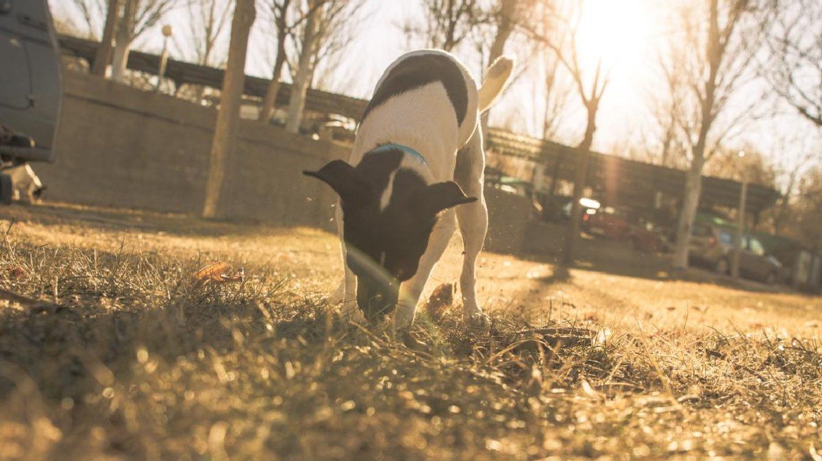 Los perros tienen muchos hábitos que los definen como animales, y todos tienen una explicación.