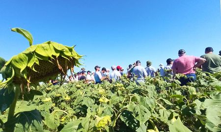Uno de los desafíos analizados fue la amenaza de Orobanche cumana, una maleza parásita del girasol que aún no está presente en Argentina. Uno de los desafíos analizados fue la amenaza de Orobanche cumana, una maleza parásita del girasol que aún no está presente en Argentina.