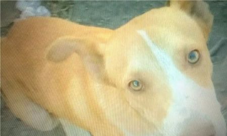 Alvear: un hombre mató un perro a palazos en plena calle y los vecinos piden justicia Alvear: un hombre mató un perro a palazos en plena calle y los vecinos piden justicia
