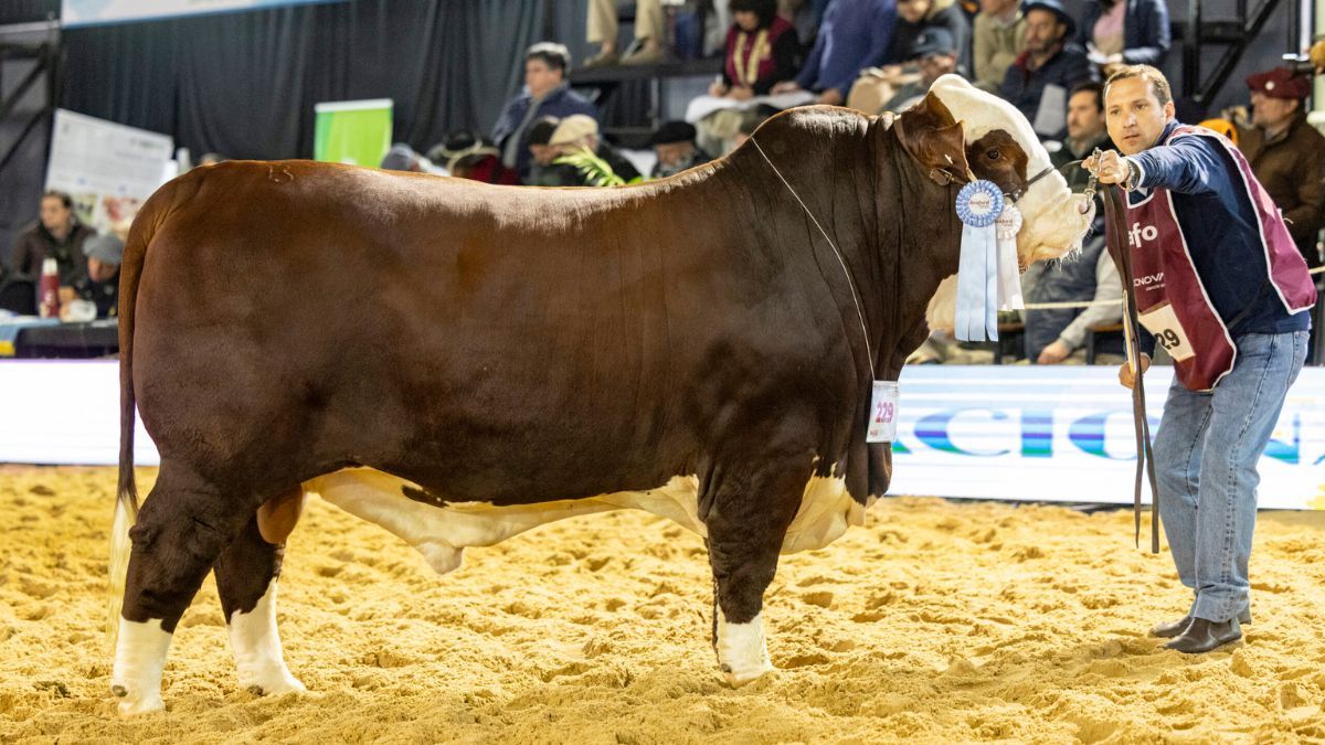 Gastón García y Rodrigo será los jurados de la raza Braford. Gastón García y Rodrigo será los jurados de la raza Braford.
