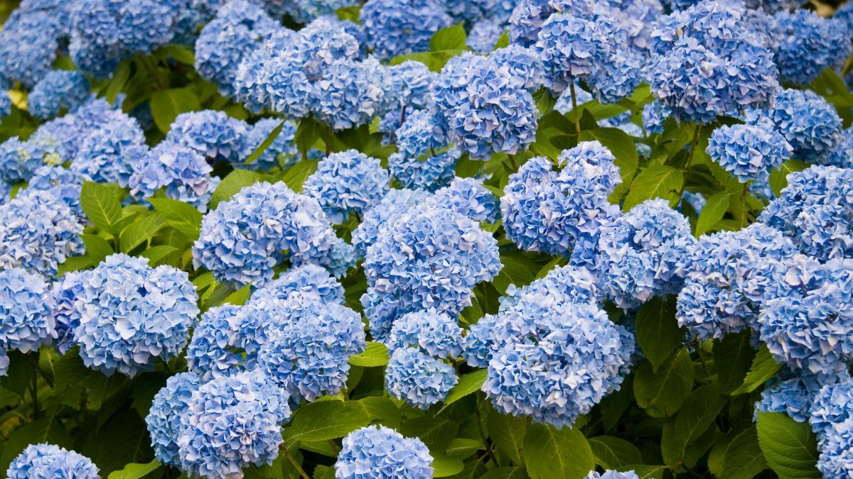 Es una planta que se destaca por cambiar el color de sus flores según el tipo de suelo. Es una planta que se destaca por cambiar el color de sus flores según el tipo de suelo.