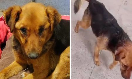 La perra fue encontrada en un basural de Rojas herida y con signos de abuso sexual. La perra fue encontrada en un basural de Rojas herida y con signos de abuso sexual.