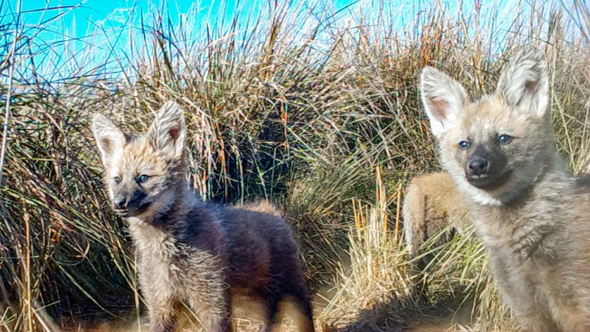 Cachorros de aguará guazú.