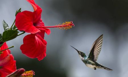 El colibrí es una de las aves más hermosas que habita América. El colibrí es una de las aves más hermosas que habita América.