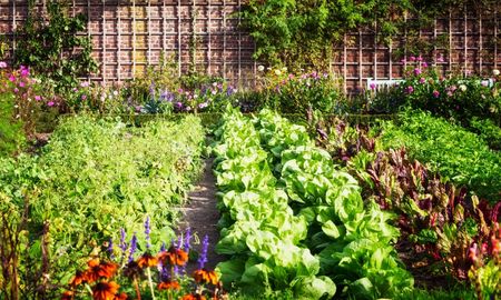 Si sembrás esta verdura en septiembre, en menos de 60 días podrás disfrutar de sus frutos. Si sembrás esta verdura en septiembre, en menos de 60 días podrás disfrutar de sus frutos.