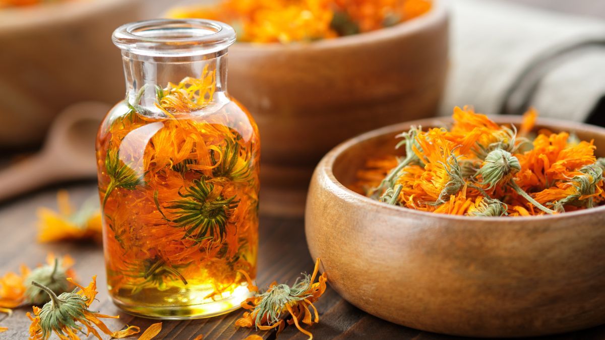 La caléndula también tiene usos medicinales y cosméticos. La caléndula también tiene usos medicinales y cosméticos.
