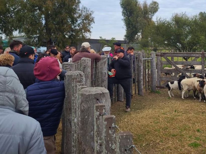 Ovinos: teoría y práctica en el campo para lograr una encarnerada más eficiente Ovinos: teoría y práctica en el campo para lograr una encarnerada más eficiente