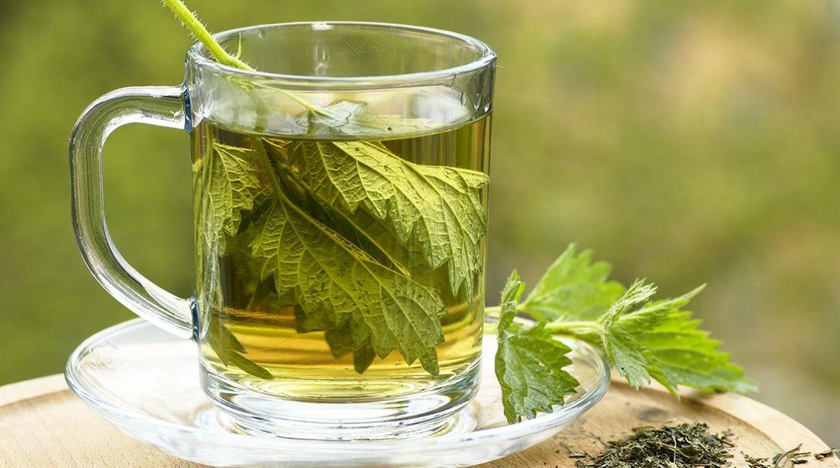 Por su alto poder diurético y antiinflamatorio, la ortiga se destina en fitoterapia al tratamiento de distintas afecciones genitourinarias.