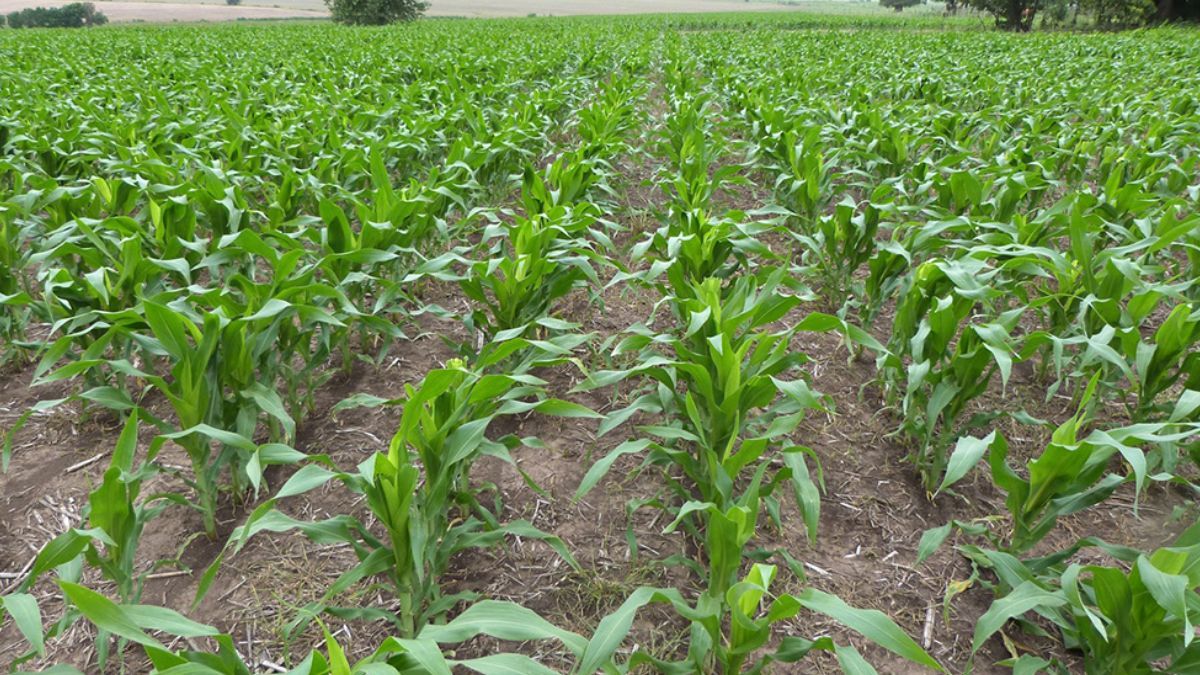 Hasta el momento se cubrieron 23.750 hectáreas con siembra de maiz