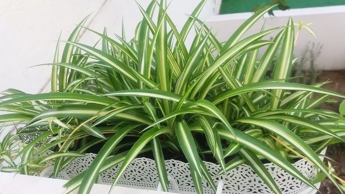 Es una de las plantas más recomendadas para principiantes por su fácil cuidado y rápido crecimiento. Es una de las plantas más recomendadas para principiantes por su fácil cuidado y rápido crecimiento.