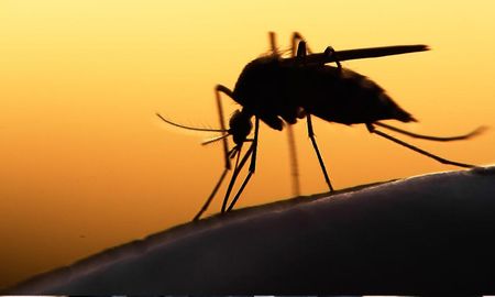 El mosquito Aedes Aegypti es el vector del dengue. El mosquito Aedes Aegypti es el vector del dengue.