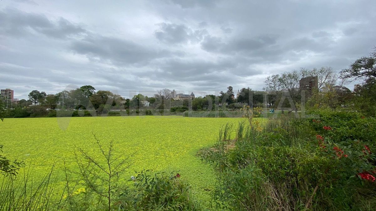 El tipo de vegetación que proliferó en el lugar tiene como nombre científico "Pistia Stratiotes", conocido comúnmente como lechuga, lechuguilla o repollito de agua. El tipo de vegetación que proliferó en el lugar tiene como nombre científico "Pistia Stratiotes", conocido comúnmente como lechuga, lechuguilla o repollito de agua.