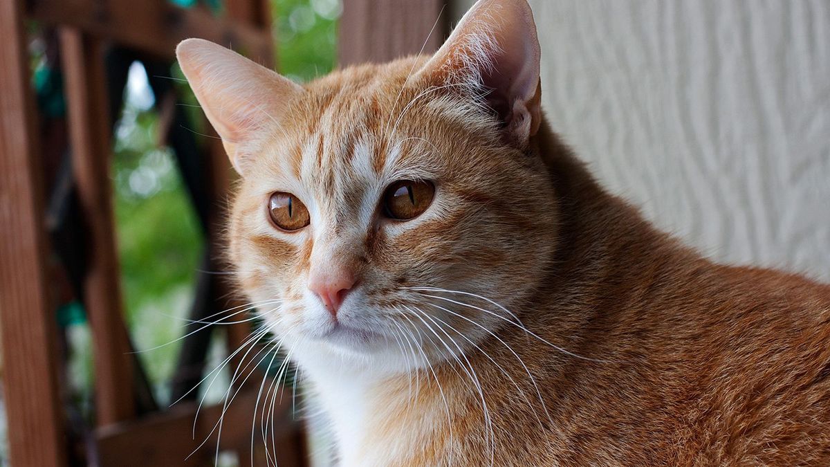 El significado de soñar con gatos.