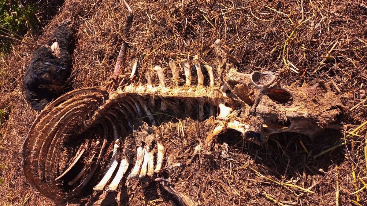 Abigeato: ganaderos de Coronda denuncian desprotección en las islas del Paraná