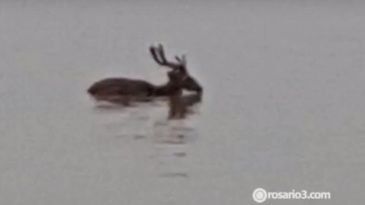 Las imágenes de un ciervo rescatado del río Paraná en Rosario