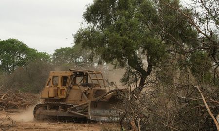 ?la deforestacion de bosques?: el testimonio de los fernandez ?la deforestacion de bosques?: el testimonio de los fernandez