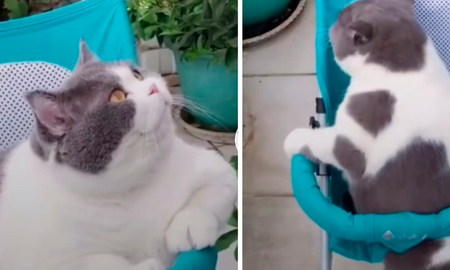 En el impresionante video podemos ver que el gatito es tan grande que batalla para conseguir subirse y dar un paseo, y cuando por fin lo consigue se ve tan apretado que parece que se va a salir, lo que lo hace aún más tierno. En el impresionante video podemos ver que el gatito es tan grande que batalla para conseguir subirse y dar un paseo, y cuando por fin lo consigue se ve tan apretado que parece que se va a salir, lo que lo hace aún más tierno.